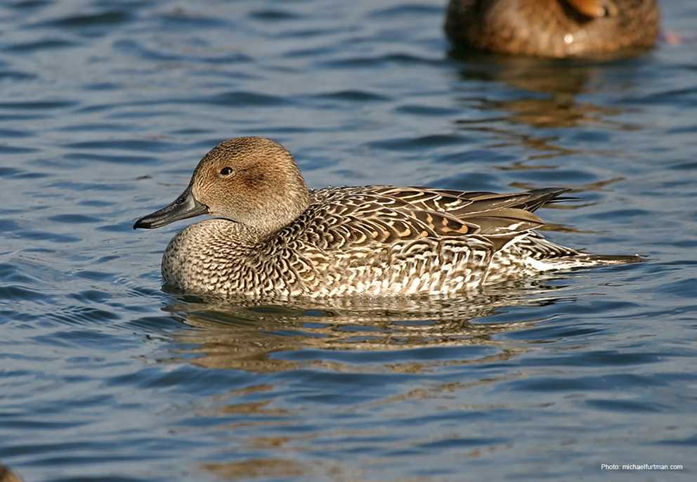 Northern Pintail Ducks Unlimited Northern Pintail Hen Wading